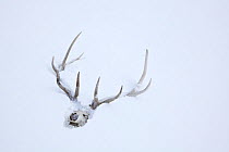 Elk skull with antlers in snow, Lamar Valley, Yellowstone National Park, Wyoming, USA, February 2013.