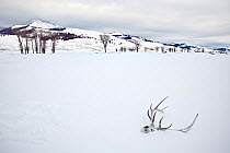 Elk skull with antlers in snow, Lamar Valley, Yellowstone National Park, Wyoming, USA, February 2013.