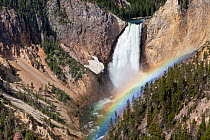 Lower Yellowstone Falls with rainbow, on the Yellowstone River viewed from Lookout Point Trail, Yellowstone National Park, Wyoming, USA, June 2013.