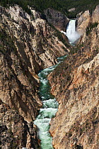 Lower Yellowstone Falls on the Yellowstone River viewed from Artist Point, Yellowstone National Park, Wyoming, USA, June 2013.