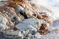 Lower Terraces of Mammoth Hot Springs in Yellowstone National Park, Wyoming, USA, June 2013.