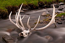 Remains of an elk in the Lamar Valley of Yellowstone National Park, Wyoming, USA, June 2013.