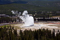 Old Faithful Geyser in the Upper Geyser Basin of Yellowstone National Park, Wyoming, USA, June 2013.