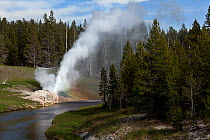 Riverside Geyser along the Firehole River in the Upper Geyser Basin of Yellowstone National Park, Wyoming, USA. June 2013.