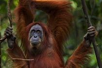 Sumatran orangutan (Pongo abelii) female 'Ratna' aged 24 years sitting portrait. Gunung Leuser National Park, Sumatra, Indonesia. Apr 2012. Rehabilitated and released (or descended from those which we...