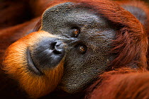 Sumatran orangutan (Pongo abelii) mature male 'Halik' aged 26 years lying down - portrait. Gunung Leuser National Park, Sumatra, Indonesia. Apr 2012. Rehabilitated and released (or descended from thos...