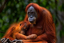 Sumatran orangutan (Pongo abelii) female 'Ratna' aged 24 years sitting with her baby daughter 'Global' aged 3-4 years. Gunung Leuser National Park, Sumatra, Indonesia. Apr 2012. Rehabilitated and rele...