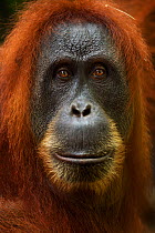 Sumatran orangutan (Pongo abelii) female 'Pesec' aged 28 years portrait. Gunung Leuser National Park, Sumatra, Indonesia. Apr 2012. Rehabilitated and released (or descended from those which were relea...