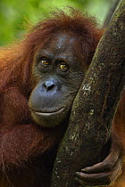 Sumatran orangutan (Pongo abelii) female 'Sepi' aged 14 years resting in a tree - portrait. Gunung Leuser National Park, Sumatra, Indonesia. Apr 2012. Rehabilitated and released (or descended from tho...