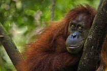 Sumatran orangutan (Pongo abelii) female 'Sepi' aged 14 years resting in a tree - portrait. Gunung Leuser National Park, Sumatra, Indonesia. Apr 2012. Rehabilitated and released (or descended from tho...