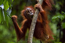 Sumatran orangutan (Pongo abelii) female baby 'Sumi' aged 2-3 years playing in a tree. Gunung Leuser National Park, Sumatra, Indonesia. Apr 2012. Rehabilitated and released (or descended from those wh...
