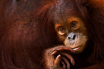 Sumatran orangutan (Pongo abelii) female baby 'Sumi' aged 2-3 years portrait. Gunung Leuser National Park, Sumatra, Indonesia. Apr 2012. Rehabilitated and released (or descended from those which were...