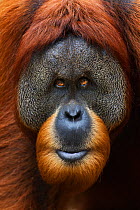 Sumatran orangutan (Pongo abelii) mature male 'Halik' aged 26 years portrait. Gunung Leuser National Park, Sumatra, Indonesia. Apr 2012. Rehabilitated and released (or descended from those which were...