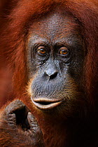 Sumatran orangutan (Pongo abelii) female 'Sandra' aged 22 years portrait. Gunung Leuser National Park, Sumatra, Indonesia. Apr 2012. Rehabilitated and released (or descended from those which were rele...