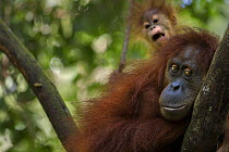Sumatran orangutan (Pongo abelii) female 'Sepi' aged 14 years and baby son 'Casa' aged 1-2 years resting in a tree - portrait. Gunung Leuser National Park, Sumatra, Indonesia. Apr 2012. Rehabilitated...