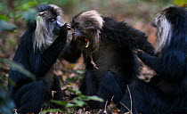 Lion-tailed macaques (Macaca silenus) grooming. Anamalai Tiger Reserve, Western Ghats, Tamil Nadu, India.