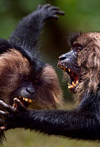 Lion-tailed macaques (Macaca silenus) play fighting. Anamalai Tiger Reserve, Western Ghats, Tamil Nadu, India.