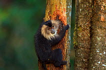 Lion-tailed macaque (Macaca silenus) juvenile clinging to a tree. Anamalai Tiger Reserve, Western Ghats, Tamil Nadu, India.