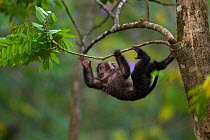 Lion-tailed macaque (Macaca silenus) baby aged 12-18 months playing in a tree. Anamalai Tiger Reserve, Western Ghats, Tamil Nadu, India.
