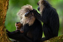 Lion-tailed macaque (Macaca silenus) female and baby sitting in a tree grooming. Anamalai Tiger Reserve, Western Ghats, Tamil Nadu, India.