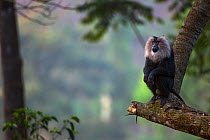 Lion-tailed macaque (Macaca silenus) male sitting on a branch. Anamalai Tiger Reserve, Western Ghats, Tamil Nadu, India.