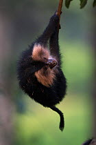 Lion-tailed macaque (Macaca silenus) juvenile swinging from a branch. Anamalai Tiger Reserve, Western Ghats, Tamil Nadu, India.