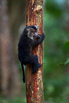 Lion-tailed macaque (Macaca silenus) baby aged 12-18 months clinging to a tree. Anamalai Tiger Reserve, Western Ghats, Tamil Nadu, India.