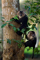 Lion-tailed macaque (Macaca silenus) juveniles in a tree. Anamalai Tiger Reserve, Western Ghats, Tamil Nadu, India.