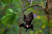 Lion-tailed macaque (Macaca silenus) baby aged 12-18 months playing in a tree. Anamalai Tiger Reserve, Western Ghats, Tamil Nadu, India.