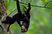 Lion-tailed macaque (Macaca silenus) babies playing in a tree. Anamalai Tiger Reserve, Western Ghats, Tamil Nadu, India.