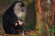 Lion-tailed macaque (Macaca silenus) female sitting with her baby aged less than 1 month. Anamalai Tiger Reserve, Western Ghats, Tamil Nadu, India.