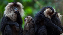 Lion-tailed macaques (Macaca silenus) grooming. Anamalai Tiger Reserve, Western Ghats, Tamil Nadu, India.