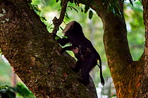 Lion-tailed macaque (Macaca silenus) female carrying her baby aged less than 1 month in a tree. Anamalai Tiger Reserve, Western Ghats, Tamil Nadu, India.
