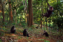 Lion-tailed macaques (Macaca silenus) playing. Anamalai Tiger Reserve, Western Ghats, Tamil Nadu, India.