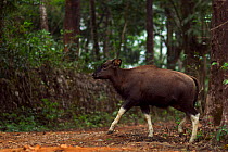 Gaur  (Bos gaurus) young male, Anamalai Tiger Reserve, Western Ghats, Tamil Nadu, India.