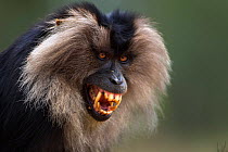 Lion-tailed macaque (Macaca silenus) male grimacing, baring teeth during mating. Anamalai Tiger Reserve, Western Ghats, Tamil Nadu, India.