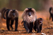 Lion-tailed macaque (Macaca silenus) group walking along a track. Anamalai Tiger Reserve, Western Ghats, Tamil Nadu, India.