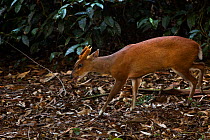 Southern red muntjac (Muntiacus muntjak) male, Anamalai Tiger Reserve, Western Ghats, Tamil Nadu, India.