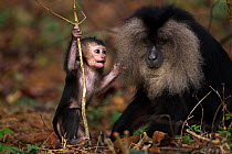 Lion-tailed macaque (Macaca silenus) baby aged less than 1 month playing with a plant stem. Anamalai Tiger Reserve, Western Ghats, Tamil Nadu, India.
