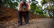 Lion-tailed macaque (Macaca silenus) young male approaching with curiosity. Anamalai Tiger Reserve, Western Ghats, Tamil Nadu, India.