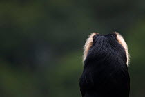 Lion-tailed macaque (Macaca silenus) male portrait - rear view. Anamalai Tiger Reserve, Western Ghats, Tamil Nadu, India.