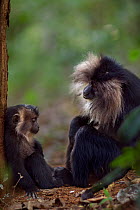 Lion-tailed macaque (Macaca silenus) female sitting with her baby aged 12-18 months. Anamalai Tiger Reserve, Western Ghats, Tamil Nadu, India.