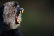 Lion-tailed macaque (Macaca silenus) male yawning portrait. Anamalai Tiger Reserve, Western Ghats, Tamil Nadu, India.