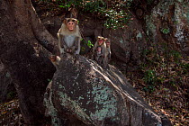 Bonnet macaque (Macaca radiata) male sitting on a rock with others in the background Anamalai Tiger Reserve, Western Ghats, Tamil Nadu, India.
