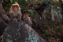 Bonnet macaque (Macaca radiata) male sitting on a rock with others in the background Anamalai Tiger Reserve, Western Ghats, Tamil Nadu, India.