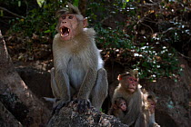 Bonnet macaque (Macaca radiata) male calling on a rock with others in the background Anamalai Tiger Reserve, Western Ghats, Tamil Nadu, India.