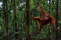 Sumatran orangutan (Pongo abelii) female 'Minah' aged 34 years watching from a tree. Gunung Leuser National Park, Sumatra, Indonesia. Rehabilitated and released (or descended from those which were rel...