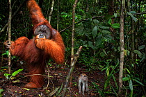 Sumatran orangutan (Pongo abelii) mature male 'Halik' aged 26 years standing supported by a liana. Gunung Leuser National Park, Sumatra, Indonesia. Rehabilitated and released (or descended from those...