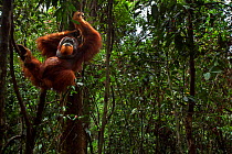Sumatran orangutan (Pongo abelii) mature male 'Halik' aged 26 years supported by a liana. Gunung Leuser National Park, Sumatra, Indonesia. Rehabilitated and released (or descended from those which wer...