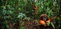 Sumatran orangutan (Pongo abelii) mature male 'Halik' aged 26 years sitting in a forest clearing watched from a tree by female 'Juni' aged 12 years. Gunung Leuser National Park, Sumatra, Indonesia. Re...